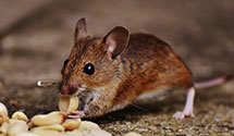 24 Hour & Emergency Exterminators in Mansfield, OH